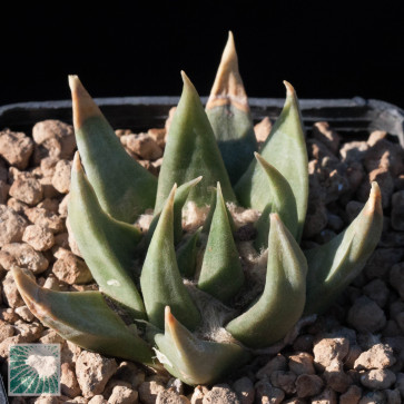 Ariocarpus trigonus, esemplare intero.