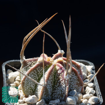 Astrophytum crassispinum, immagine dell'intero esemplare. Forma 'vestita' col fusto riccamente ornato di scaglie cerose.
