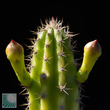 Cereus mirabella, particolare dell'apice della pianta.