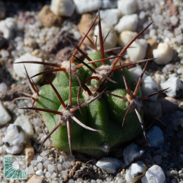 Copiapoa solaris, esemplare intero.