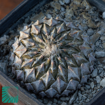 Pelecyphora strobiliformis, immagine dell'intero esemplare.