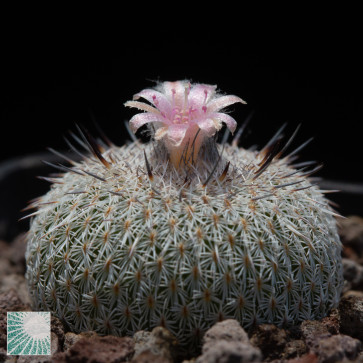 Epithelantha micromeris ssp. unguispina, immagine dell'intero esemplare.