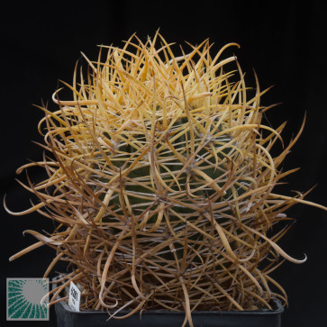 Ferocactus chrysacanthus, esemplare intero.