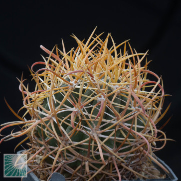 Ferocactus chrysacanthus, esemplare intero.
