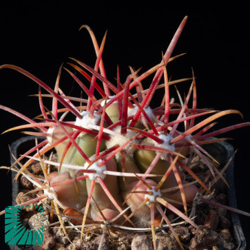 Ferocactus cylindraceus ssp. eastwoodiae, immagine dell'intero esemplare.