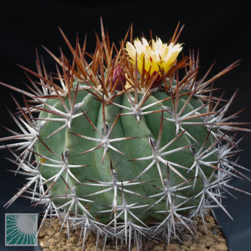 Ferocactus lindsayi, esemplare intero.