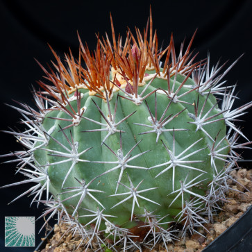 Ferocactus lindsayi, immagine dell'intero esemplare.