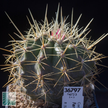 Ferocactus reppenhagenii, esemplare intero.