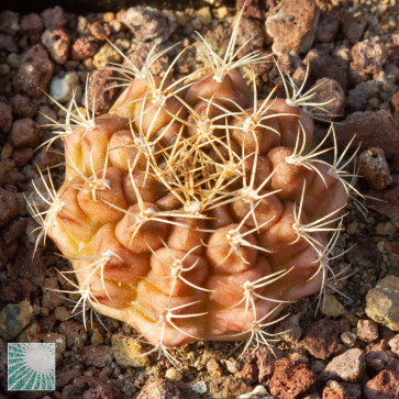 Gymnocalycium anisitsii, immagine dell'intero esemplare.