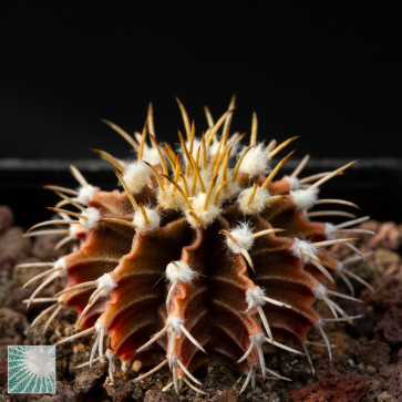 Gymnocalycium friedrichii, immagine dell'intero esemplare.