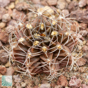 Gymnocalycium mihanovichii, immagine dell'intero esemplare.