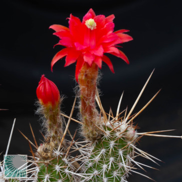 Cleistocactus sextonianus, primo piano del fiore.