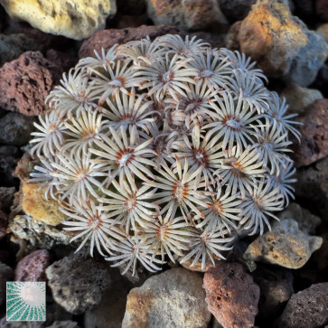 Mammillaria hernandezii, immagine dell'intero esemplare.