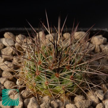 Mammillaria melanocentra, immagine dell'intero esemplare.