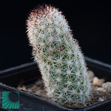 Mammillaria viperina, immagine dell'intero esemplare.