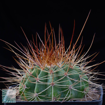 Melocactus itabirabensis, immagine dell'intero esemplare.