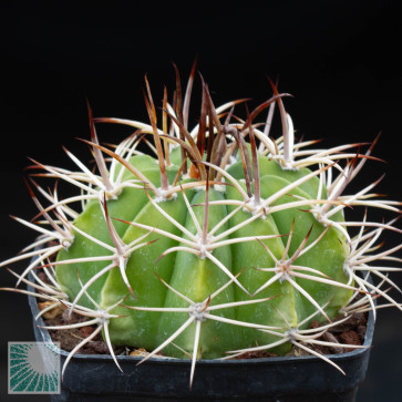 Melocactus oreas, esemplare intero.