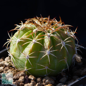 Vendita online di piante della specie Melocactus peruvianus.