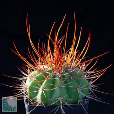 Melocactus rubrispinus, esemplare intero.