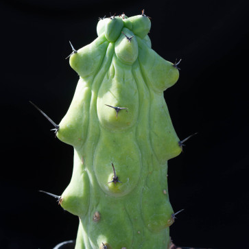Myrtillocactus geometrizans cv. Rukurokuruizinboku, particolare dell'apice della pianta.