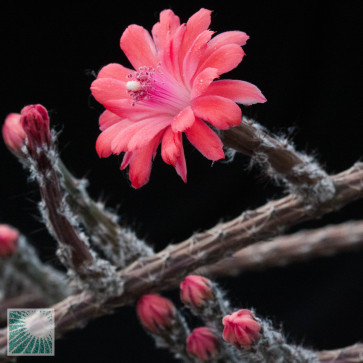 Peniocereus viperinus, particolare dei fiori (fotografia di prodotti non oggetto di questa offerta, ai soli fini descrittivi).