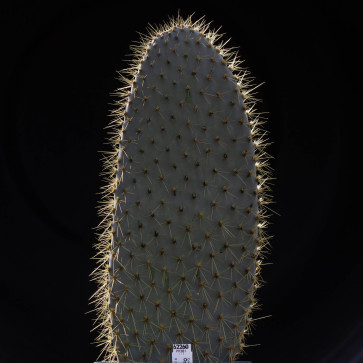 Opuntia galapageia, esemplare intero.