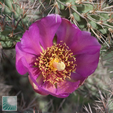 Cylindropuntia imbricata, primo piano del fiore.