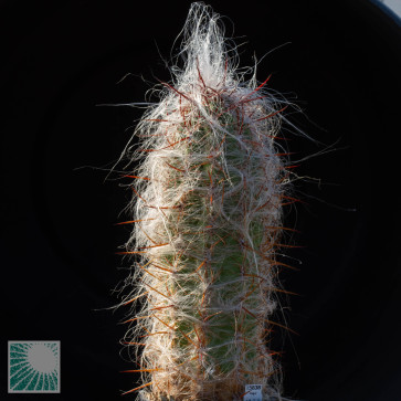 Oreocereus celsianus, esemplare intero.