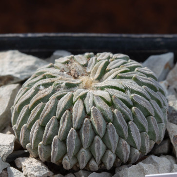 Pelecyphora aselliformis, esemplare intero.