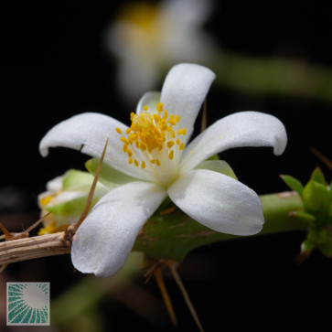 Pereskia weberiana, primo piano del fiore.