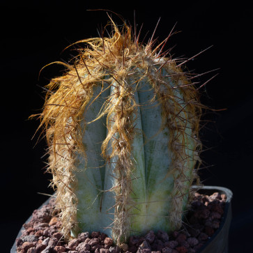Pilosocereus fulvilanatus, esemplare intero.