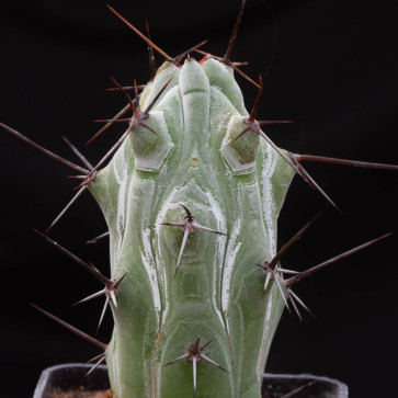 Stenocereus beneckei, esemplare intero.