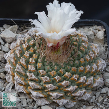 Strombocactus disciformis, esemplare intero.