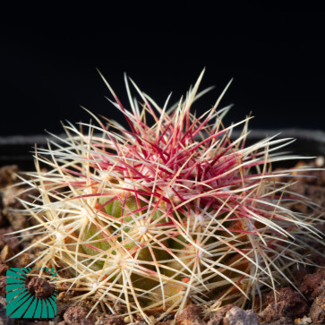 Thelocactus bicolor, immagine dell'intero esemplare.