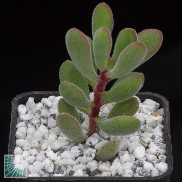 Crassula rogersii, esemplare intero.