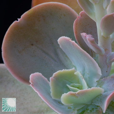 Echeveria gibbiflora, particolare dell'apice della pianta.