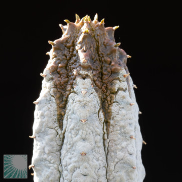 Euphorbia abdelkuri, immagine dell'intero esemplare.