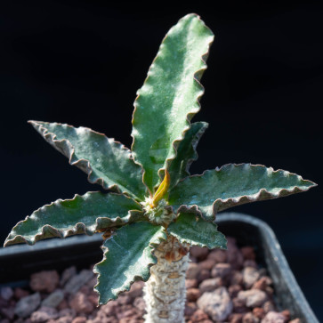 Euphorbia ambovombensis, esemplare intero.
