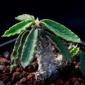 Euphorbia decaryi, esemplare intero.