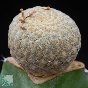 Euphorbia piscidermis, esemplare intero.