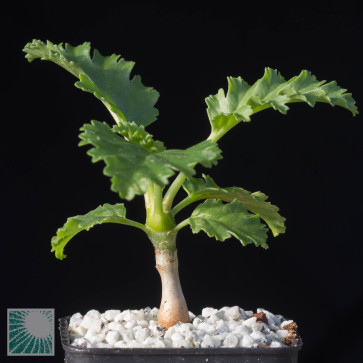 Pelargonium dasyphyllum