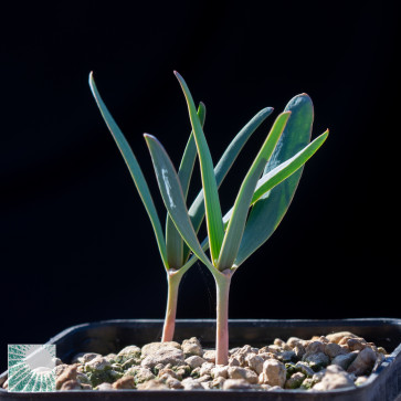 Welwitschia mirabilis, gruppo di piante.