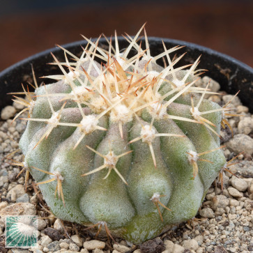 Copiapoa cinerea ssp. columna-alba, esemplare intero.