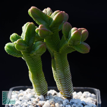 Crassula pyramidalis, esemplare intero.