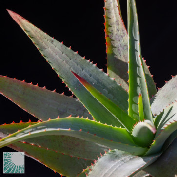 Aloe glauca