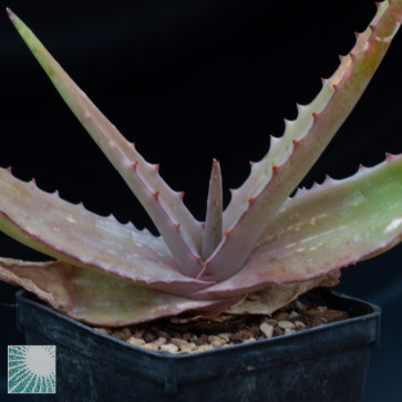 Aloe niebuhriana, immagine dell'intero esemplare.