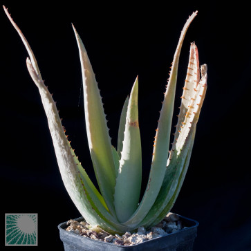 Aloe vacillans, esemplare intero.