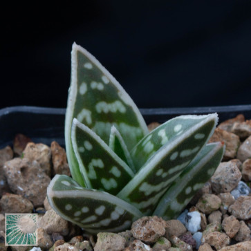 Gonialoe variegata, esemplare intero.