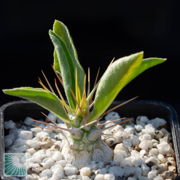 Pachypodium namaquanum, esemplare intero.