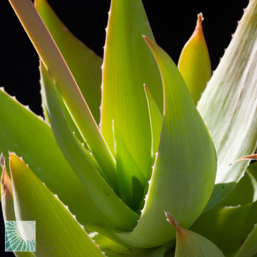 Aloe ibitiensis